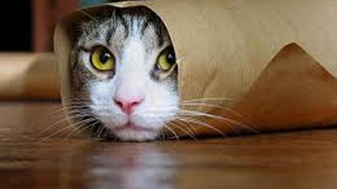 What painful ailment could your cat be hiding?