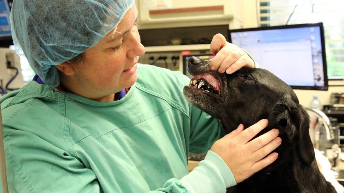 Dr. Elizabeth McMorran looks at Bella’s new protective crowns that she placed on her teeth, Tuesday, Aug. 15, 2017.