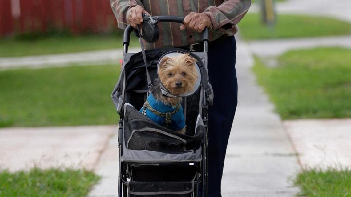 Veterinarian is right: Dog should walk more