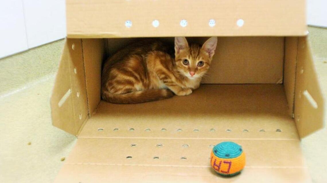 Bringing home a new kitten can wreak havoc and still be rewarding