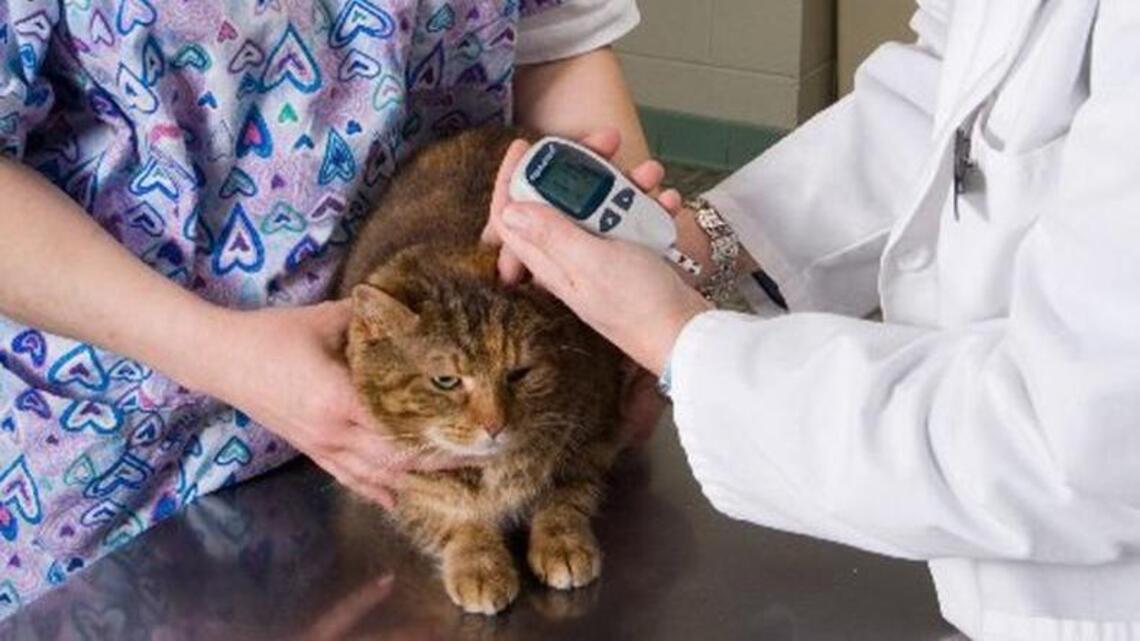 Your cat’s diabetes can be a totally manageable condition