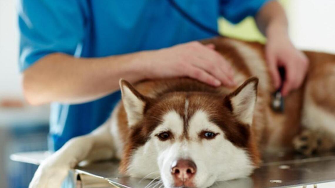 Don’t just worry about your kids. Your dog — or cat — can get the flu, too.