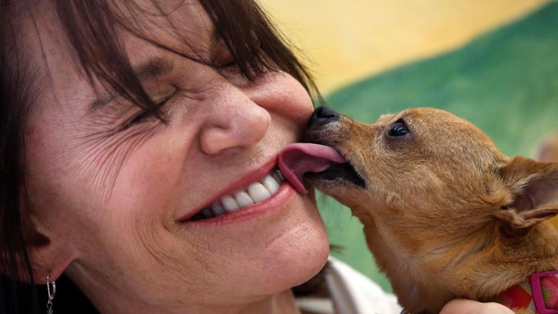 Muttville founder Sherri Franklin gets a lick from one of her senior dogs at her shelter in San Francisco.