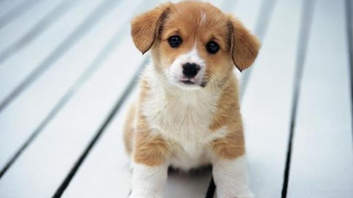 Do the math before signing up for pet insurance or wellness plan