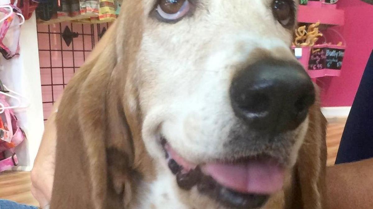 
Older dogs may need arthritis medication

