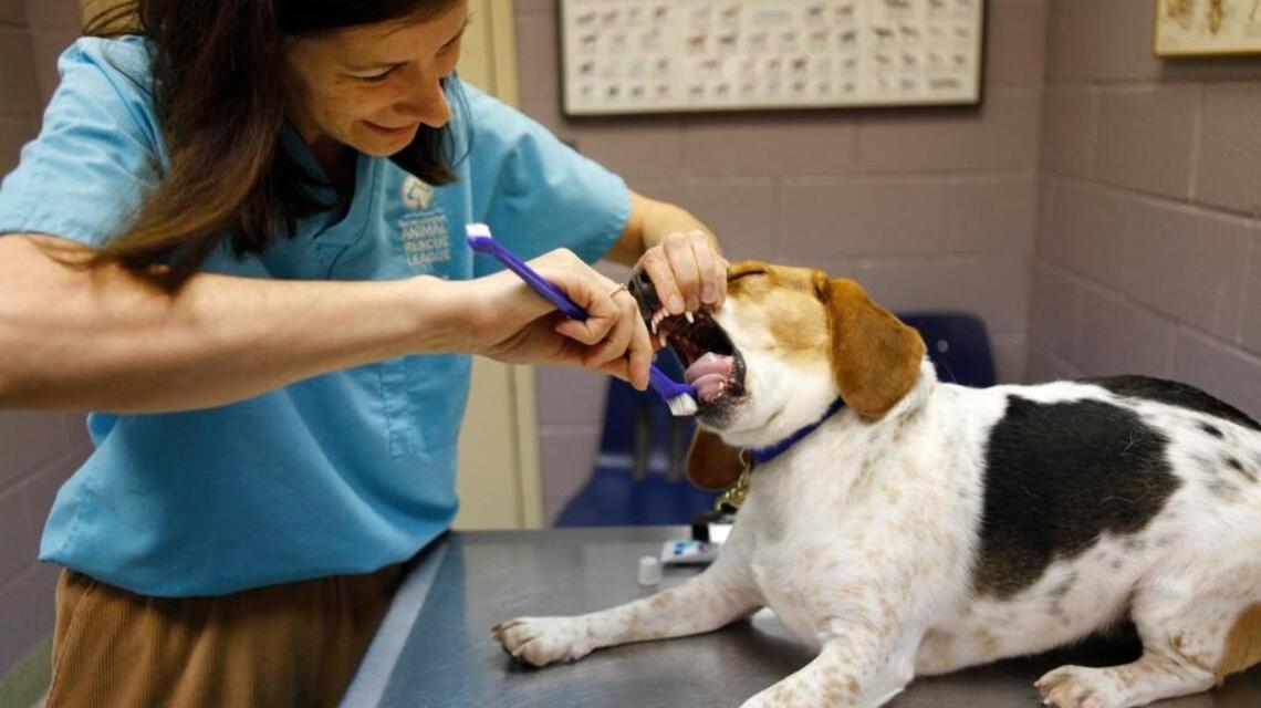 When are dental cleaning and anesthesia absolutely necessary for a dog?