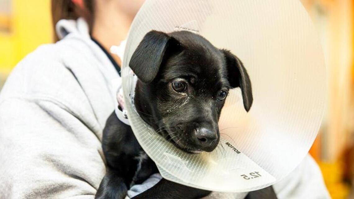 Spay or neuter your dog? Vet says you don’t have to but you should