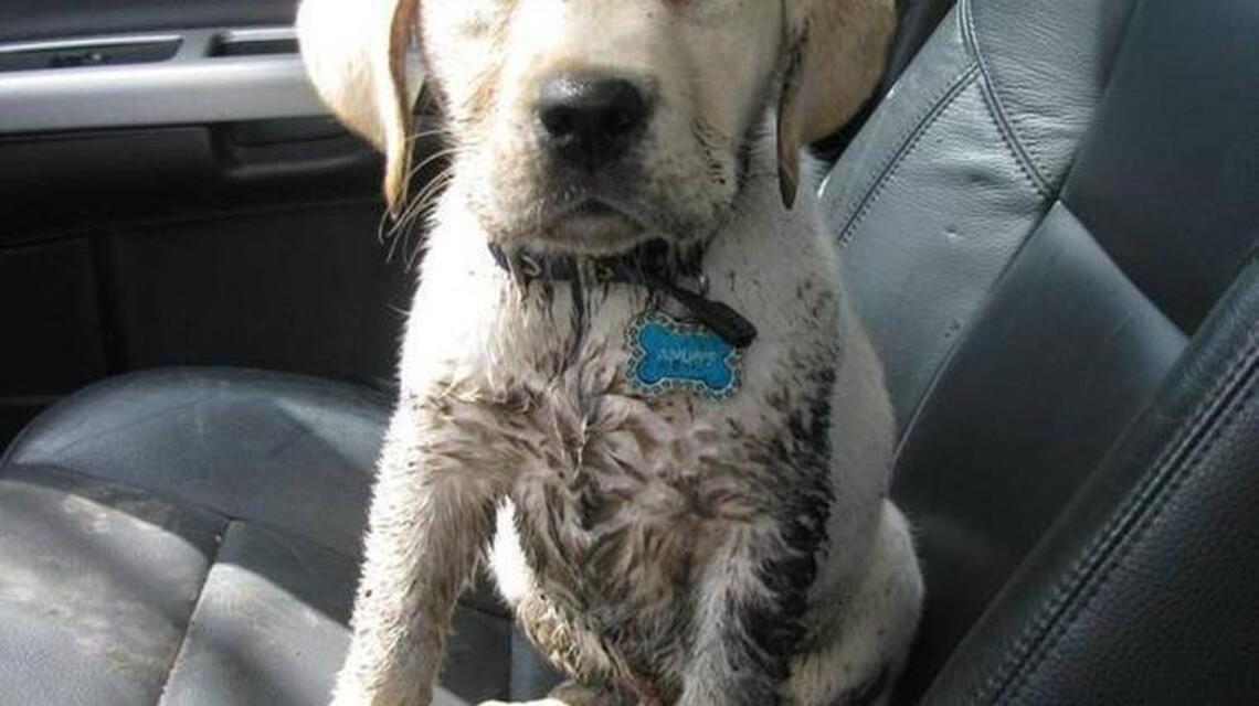 What to do? Dog gets sick in car