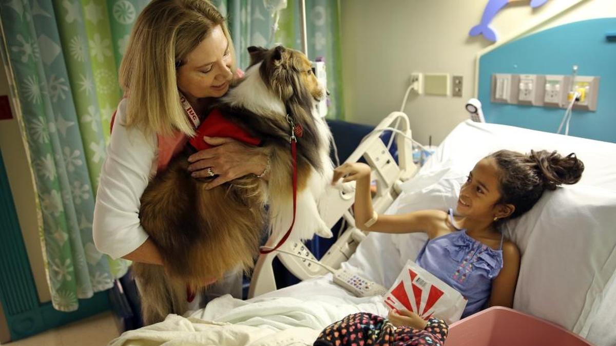 Linda Tartak and her pet therapy dog, a 7-year-old Sheltie named Honey Bear, visit 9-year-old Sofia Valladares, a patient at Nicklaus Children's Hospital on Monday, July 13, 2015.