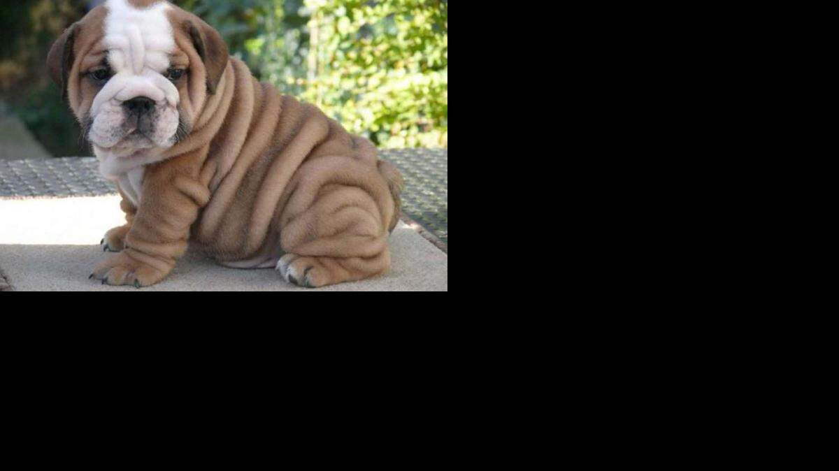 English bulldog