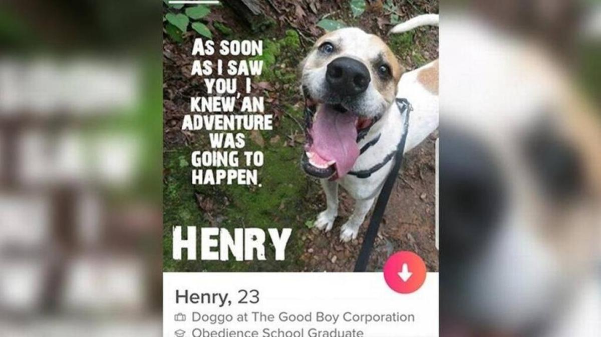 Henry the shelter dog from Georgia has a listing on Tinder because his handlers want to find him a good human home.
