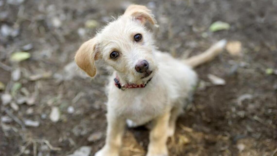 Buying a dog? You might be killing another one