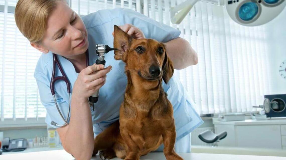 DIY pet care? Talk to your vet first