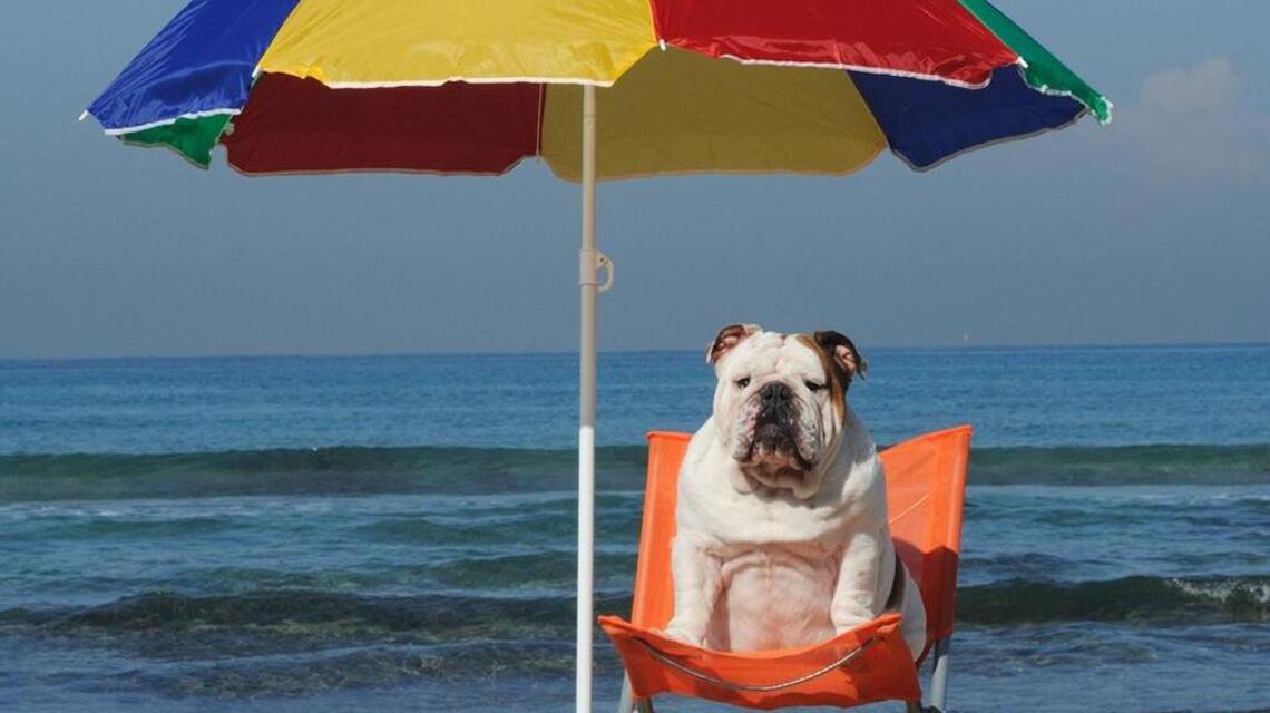 Tips for keeping dog cool in the summer