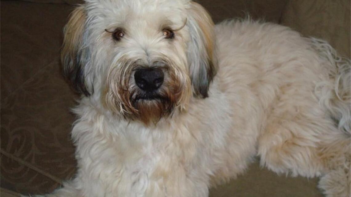 Vet: Laparoscopic spaying not necessary safer for puppy