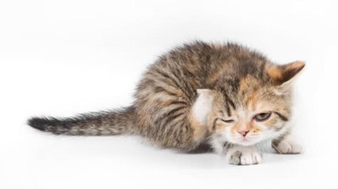 Pet advice: Cat owner needs to own up to flea issue