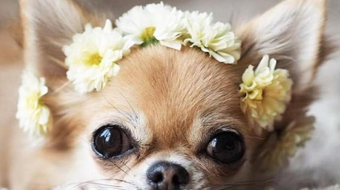 Can your smartphone help make ailing chihuahua all better?