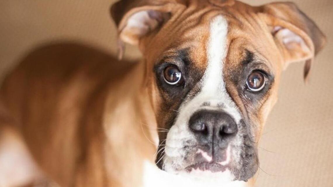 Should dog see an eye specialist? First, ask your vet
