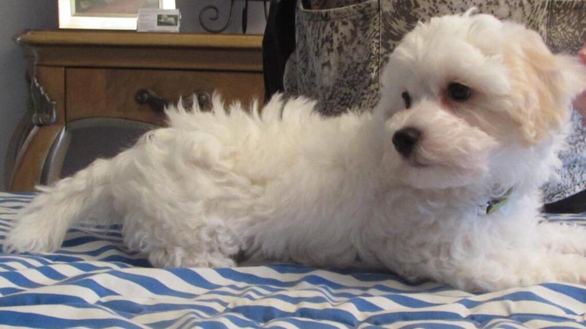 Vet says dog who won’t eat ‘enough’ might be just fine