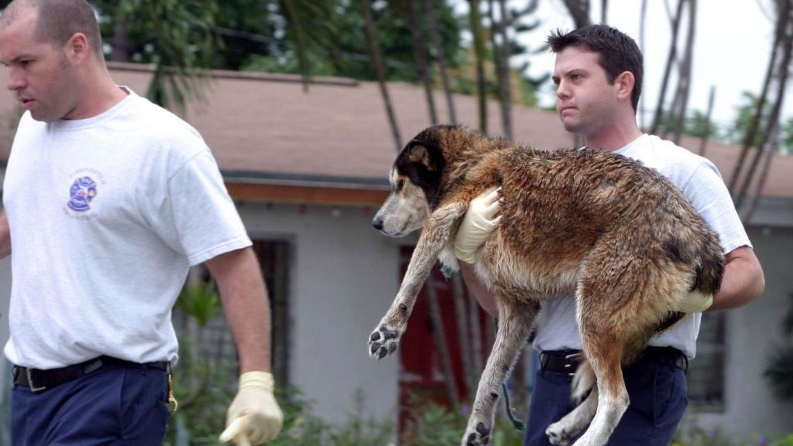 A Fort Lauderdale firefighter/paramedic carries bee sting victim Sasha to receive a shot of antihistamine.