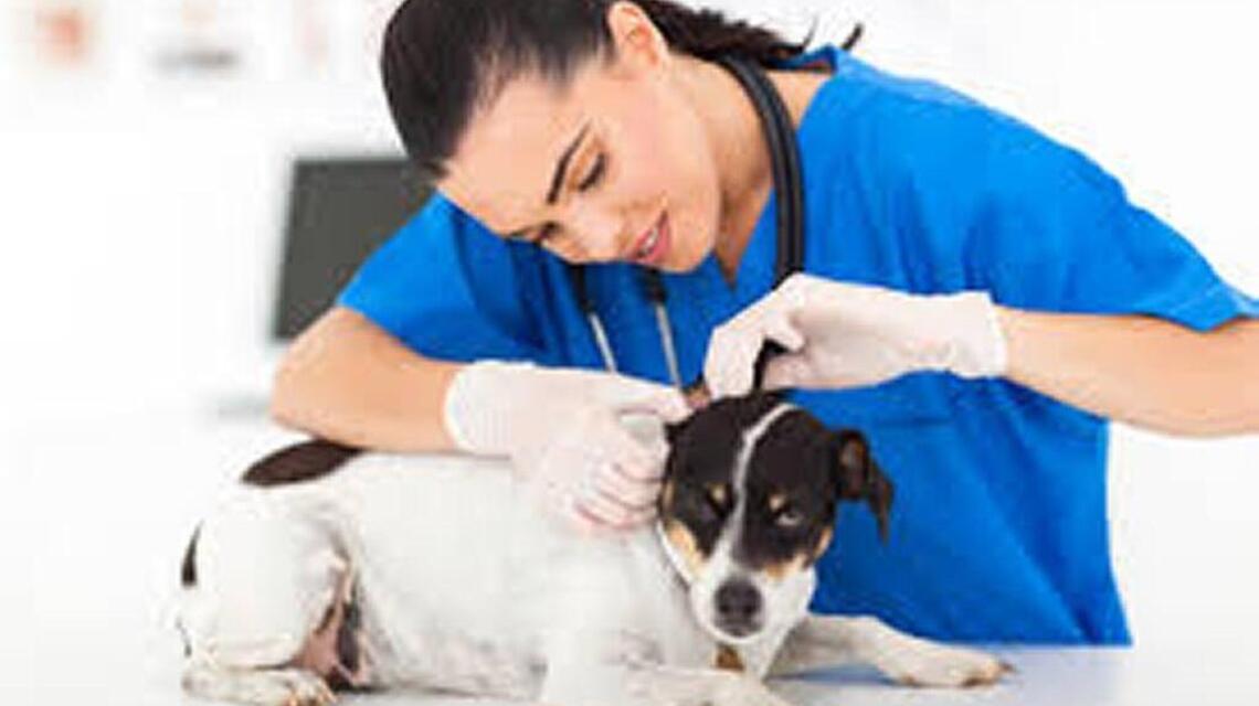 Veterinarian told you to stop bringing your pet in? It’s probably your fault