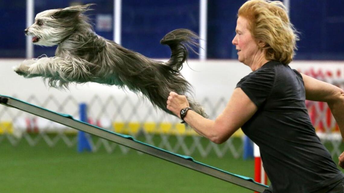 Misbehaving dog isn’t trying to control owner