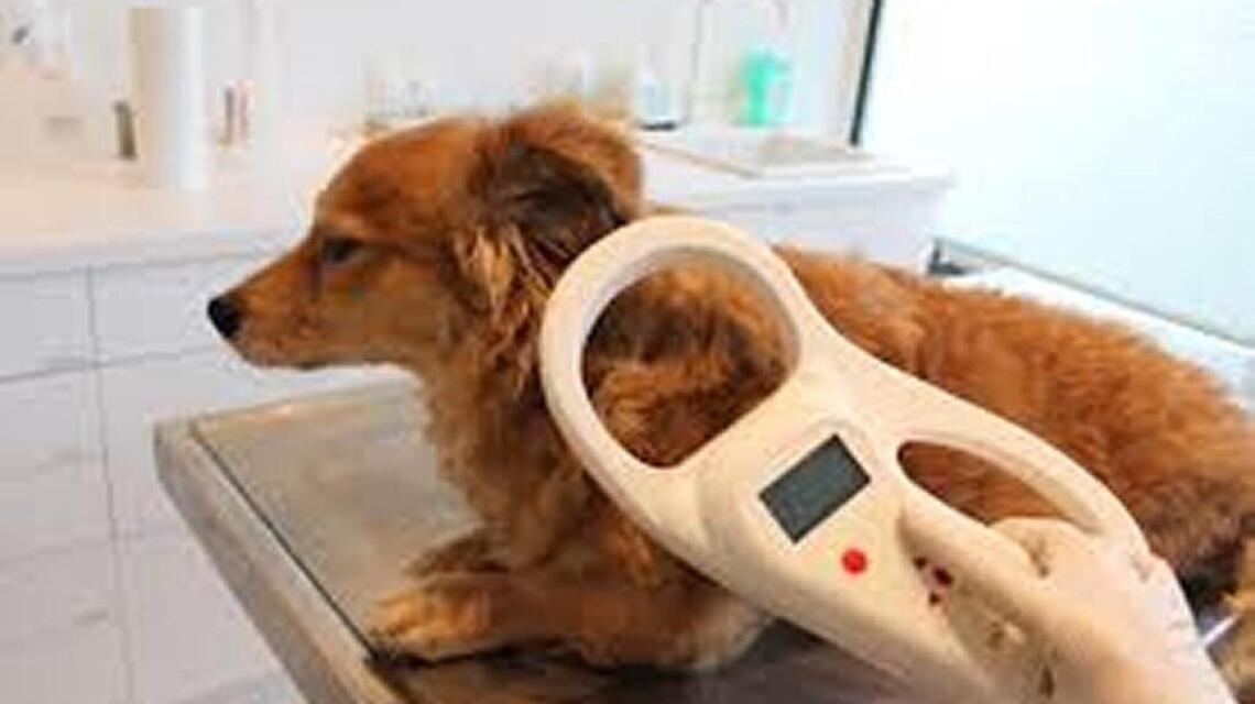 Their dog’s microchip failed. Here’s a possible reason why
