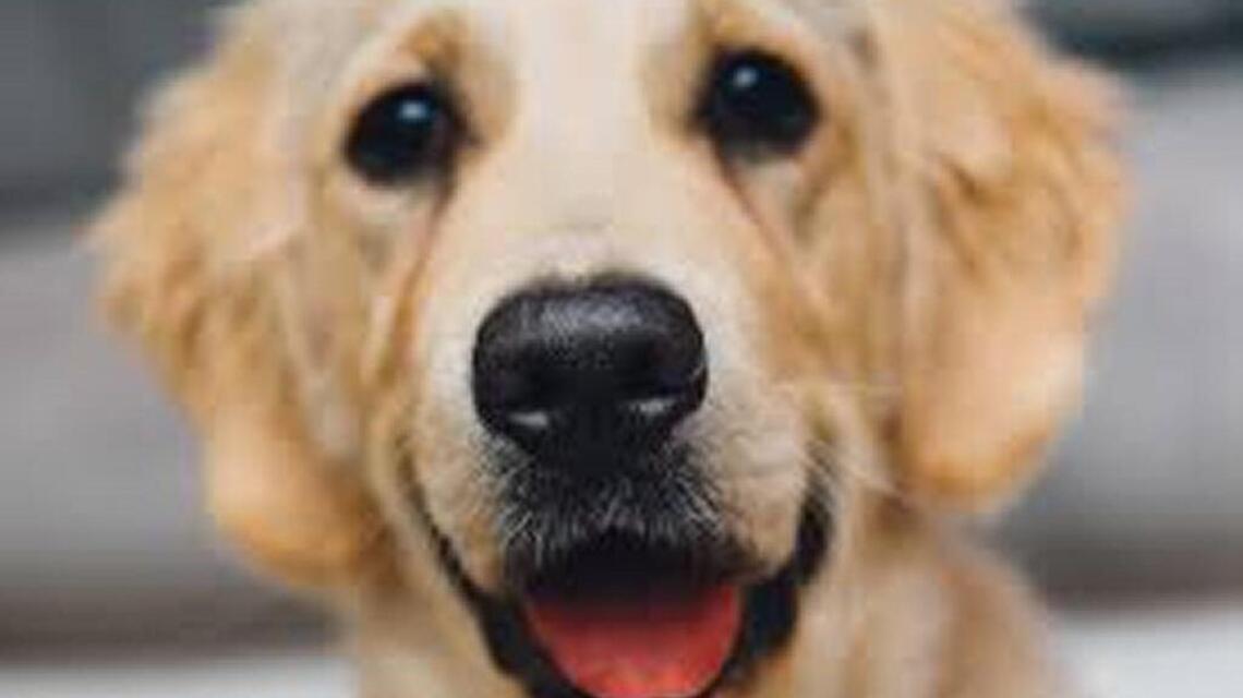 Should dog’s glands be treated? Look, sniff