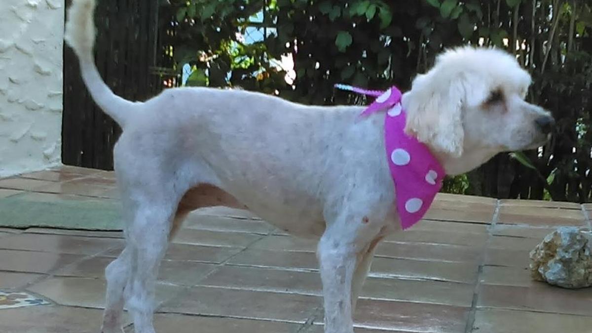Brickell the Miracle Dog died Friday