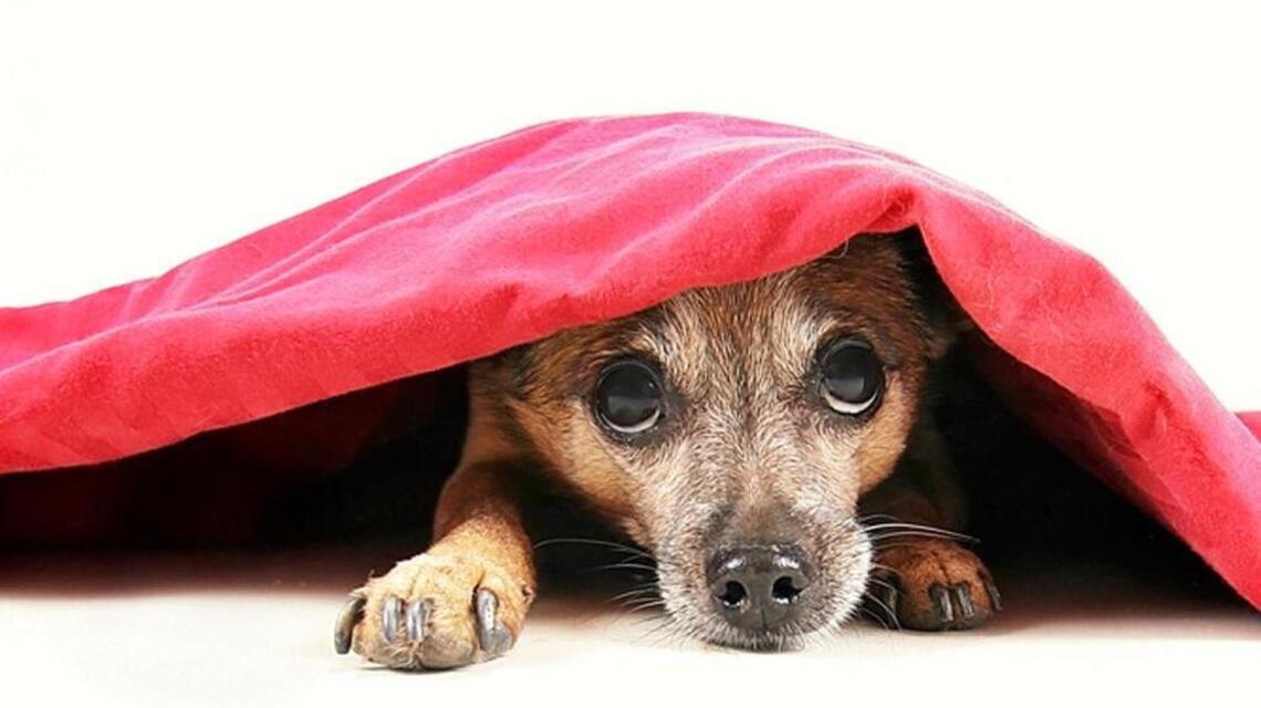 Tips for keeping your dog calm during a storm