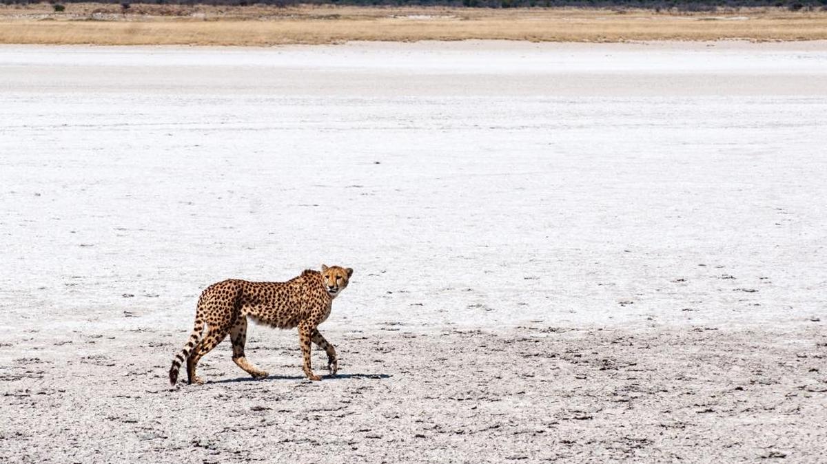 Cheetah crossing the dry lake bed of Etosha pan, Etosha National Park, Namibia.