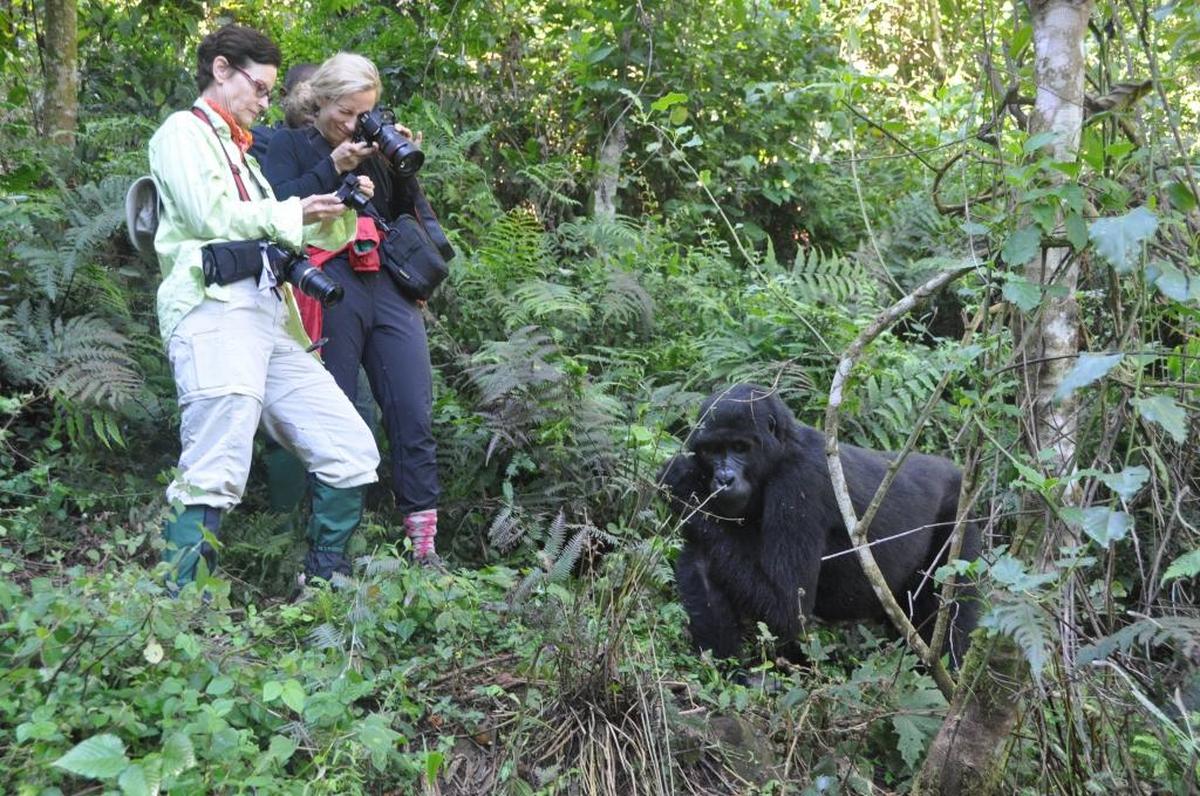 Our gorilla trek into Uganda’s Bwindi National Impenetrable Forest brought us face-to-face with the 15-member Rushegura group.