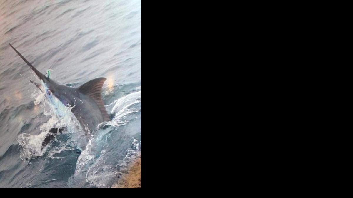 
Blue Marlin

