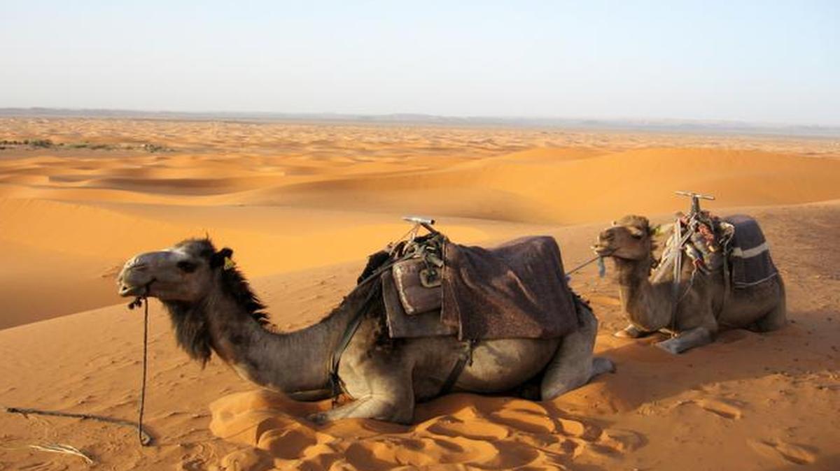 
Camels rest in sand dunes on a sunset ride in Erg Chebbi, Morocco, at the edge of the Saharan desert. 
