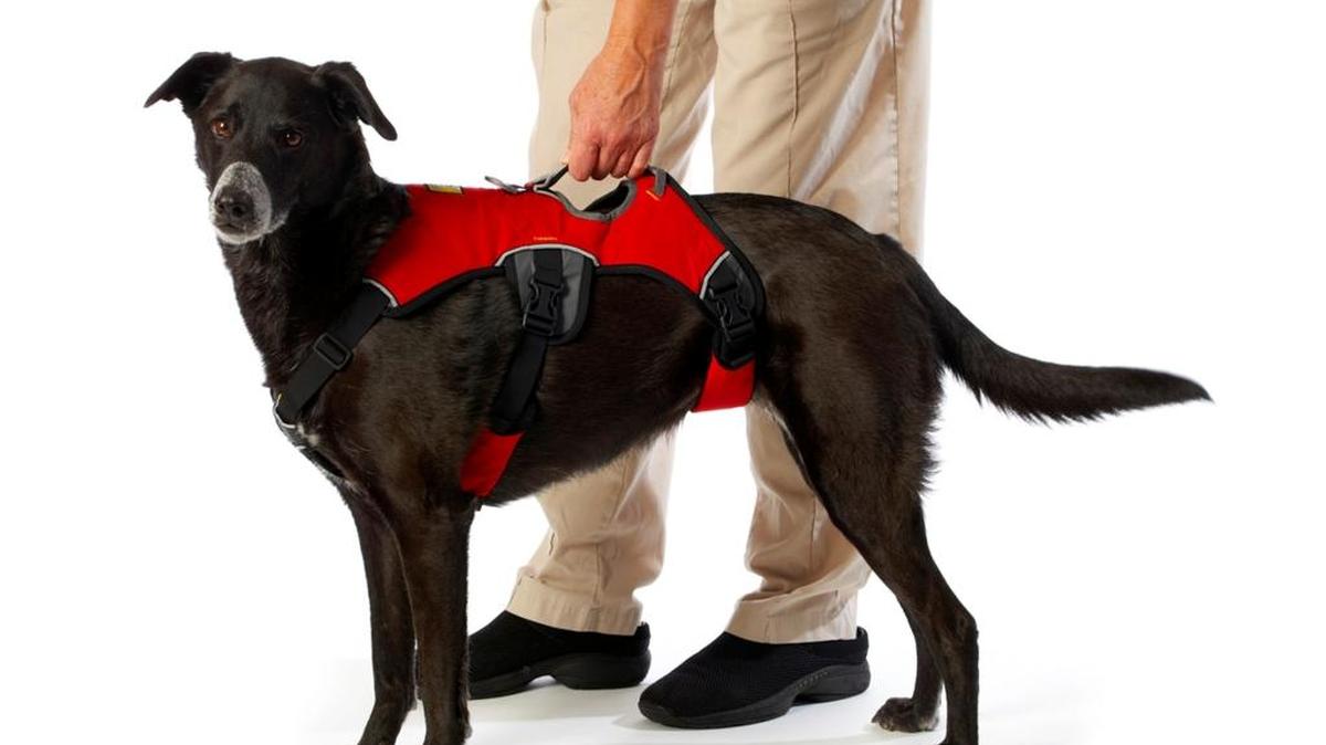 
Ruffwear Web Master Harness
