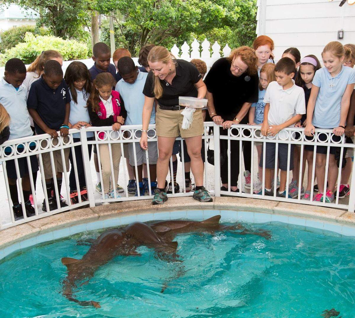 Shark feeding at Sandoway Discovery Center in Delray Beach.