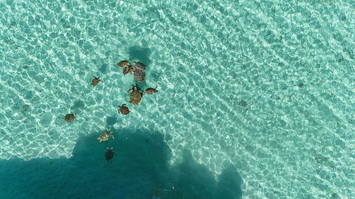 Snorkeling excursions with Conch & Coconut offer the chance to swim alongside sea turtles and other marine life.