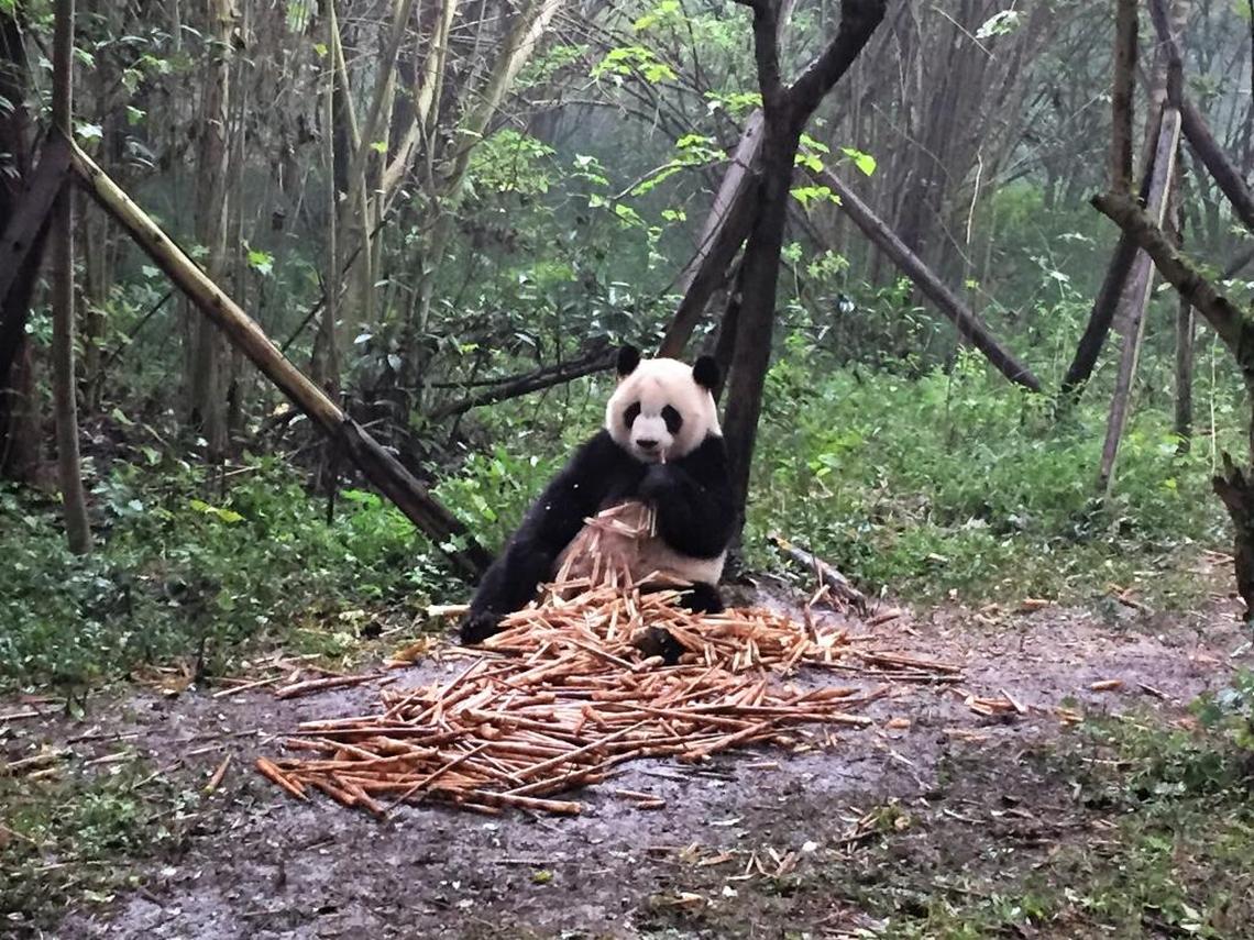 Dozens of pandas sit and eat bamboo as visitors watch at China’s Chengdu Panda Breeding and Research Center