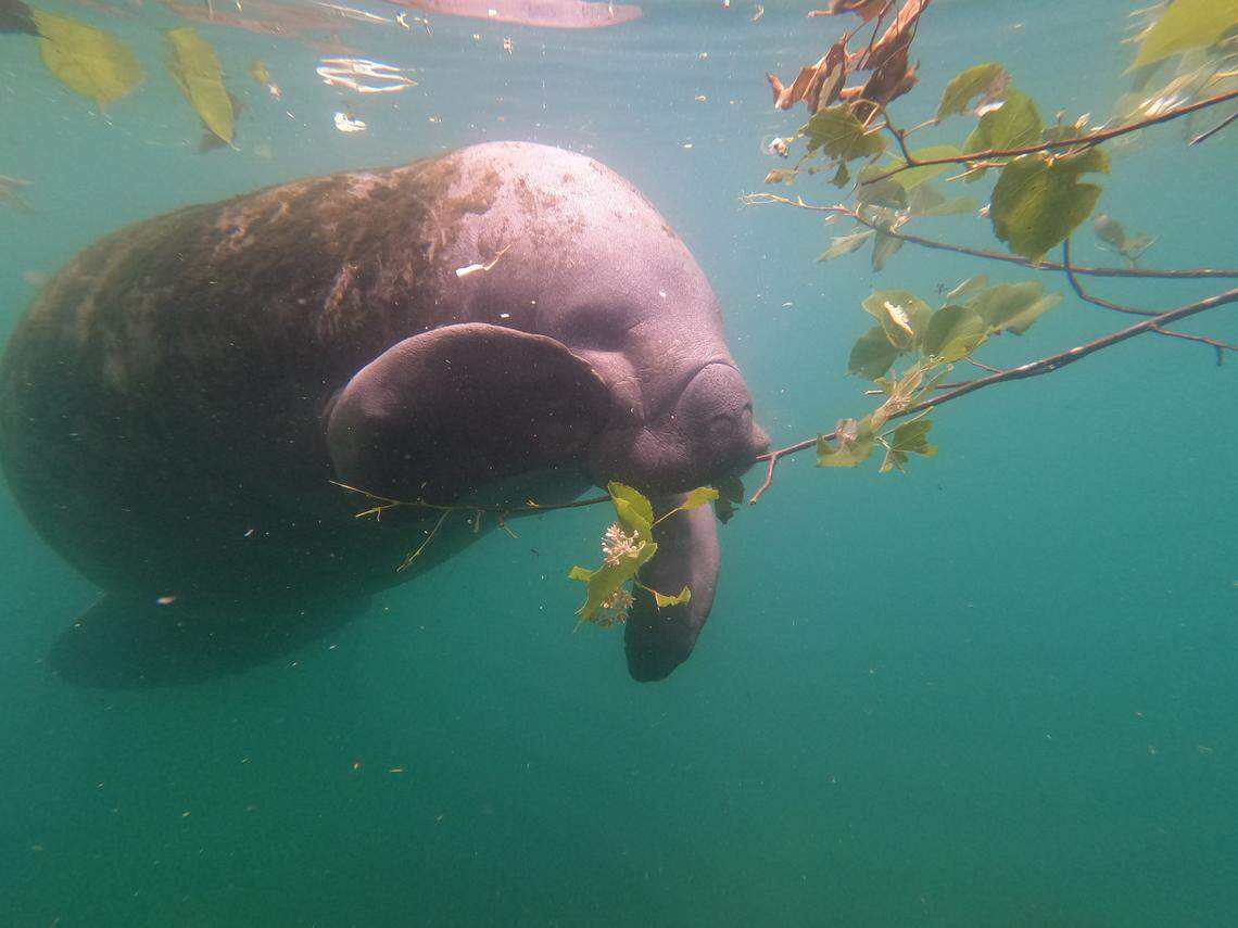 Manatees are herbivores, meaning they only eat plants.