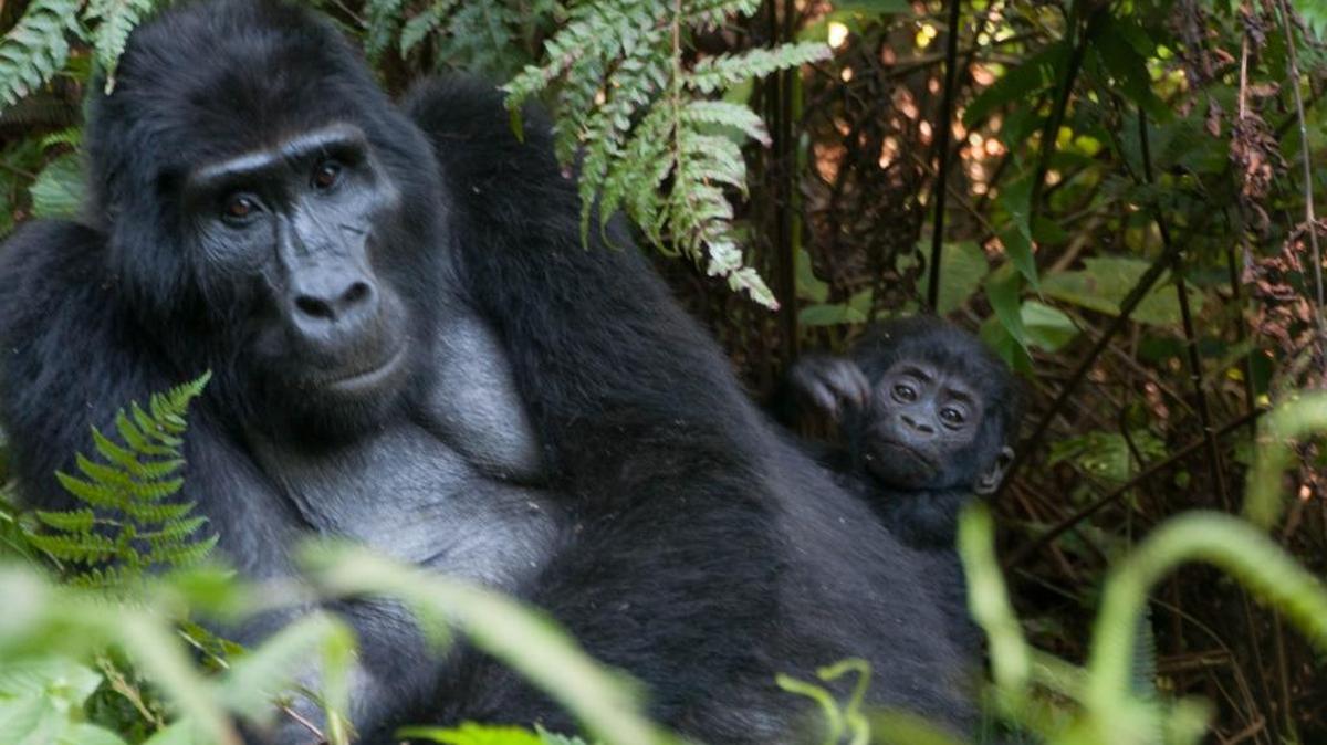 Our gorilla trek into the wilds of Uganda’s Bwindi National Impenetrable Forest brought us face-to-face with the 15-member Rushegura group, including this mother and baby.