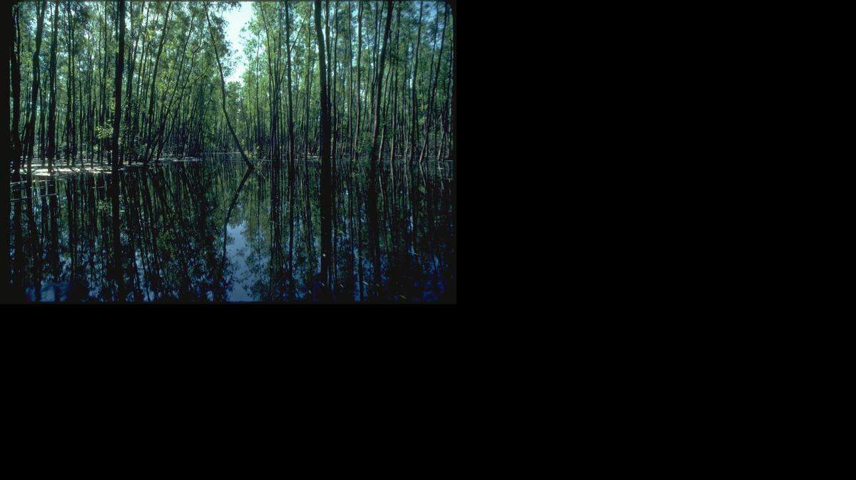 The Atchafalaya Basin waterway.