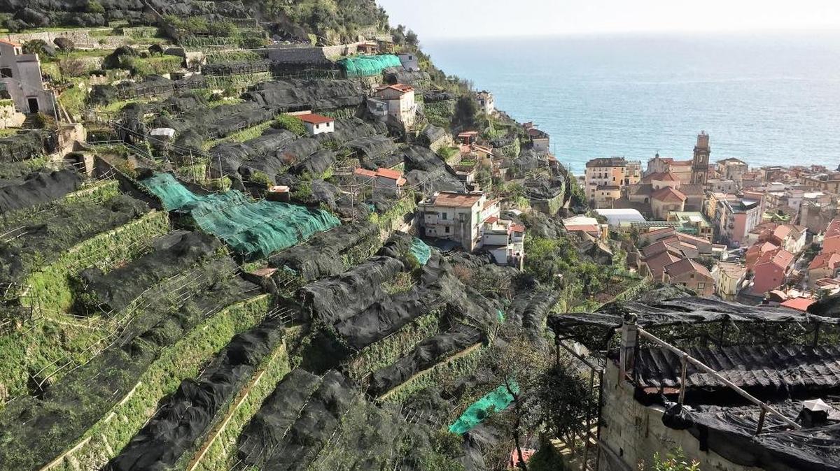 Lemons, grapes and vegetables fill the terraced slopes behind the town of Minori, Italy