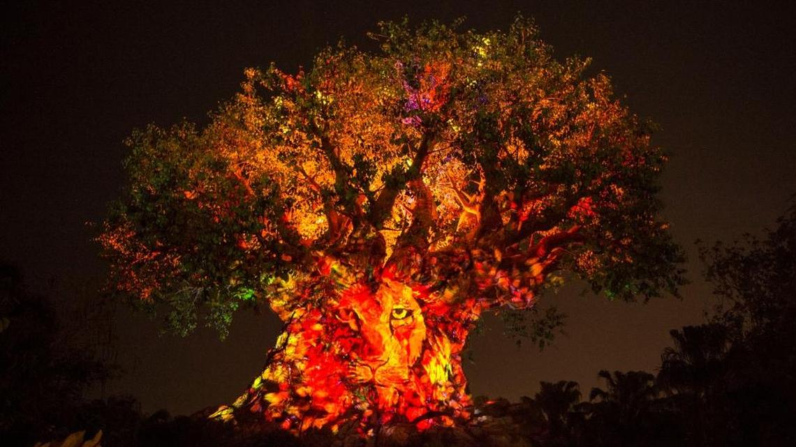 Projections of nature scenes appear to dramatically emanate from within the Tree of Life, one of the new features of Disney's Animal Kingdom at night.