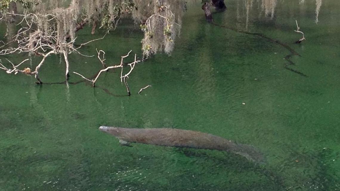 In Florida, manatee deaths edge up slightly in 2025