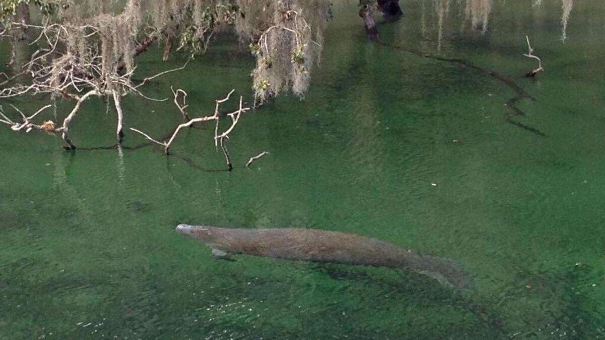 A manatee glides along the spring run to the St. Johns River at Blue Springs State Park.