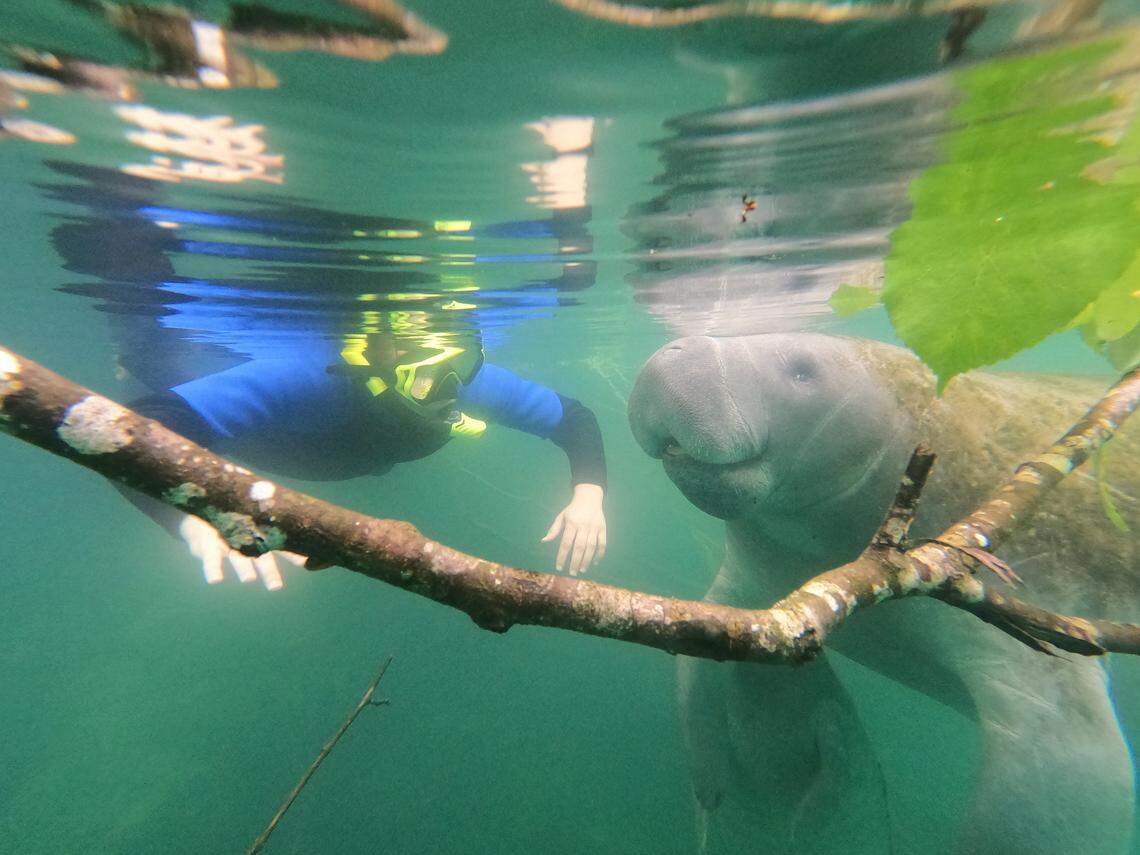 Manatees are usually very curious about people.