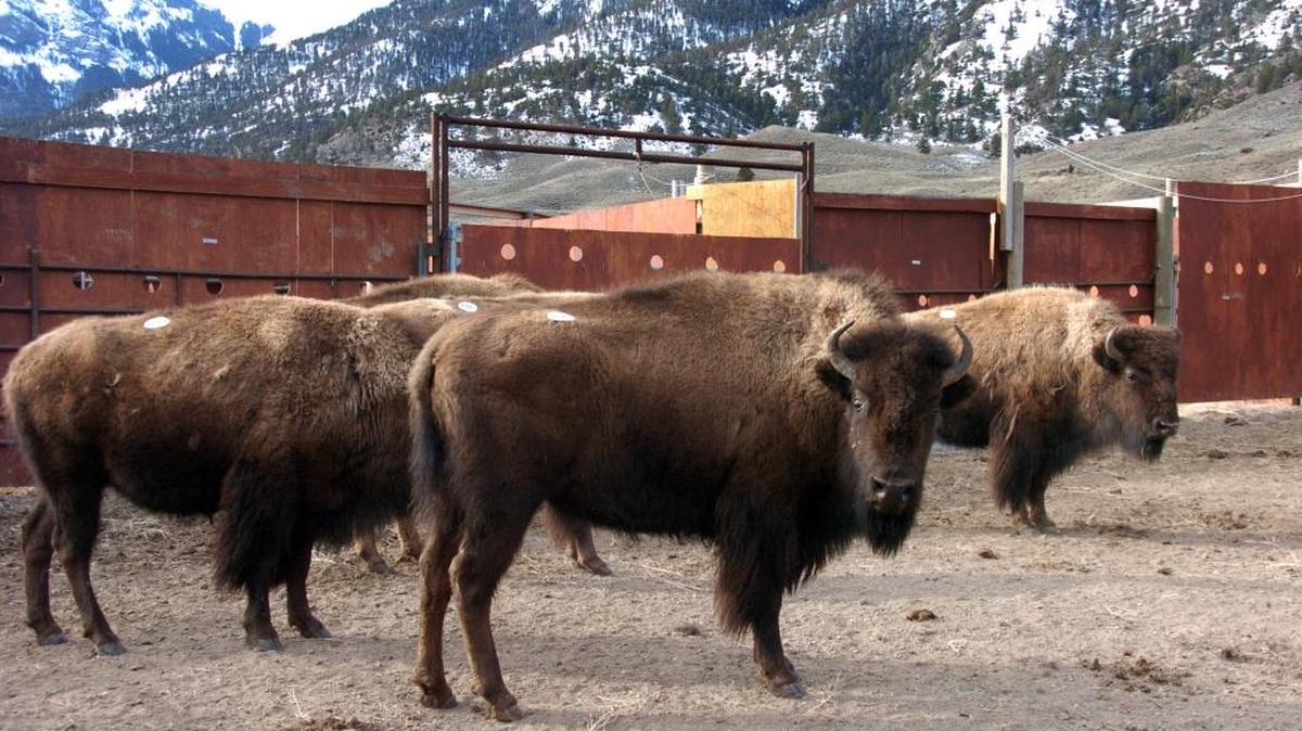 A group of Yellowstone National Park bison await shipment to slaughter inside a holding pen along the park's northern border near Gardiner, Montana.