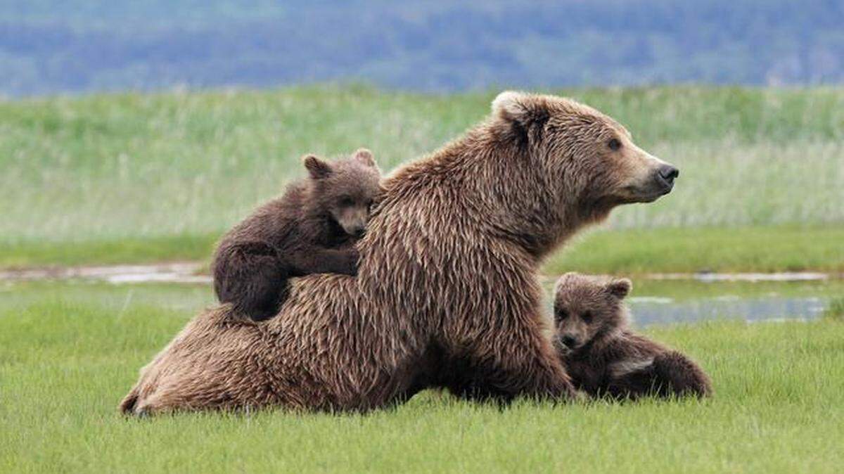 
It’s exhilarating to watch bears in their wild, natural environment such as this mother with cubs at Hallo Bay. 
