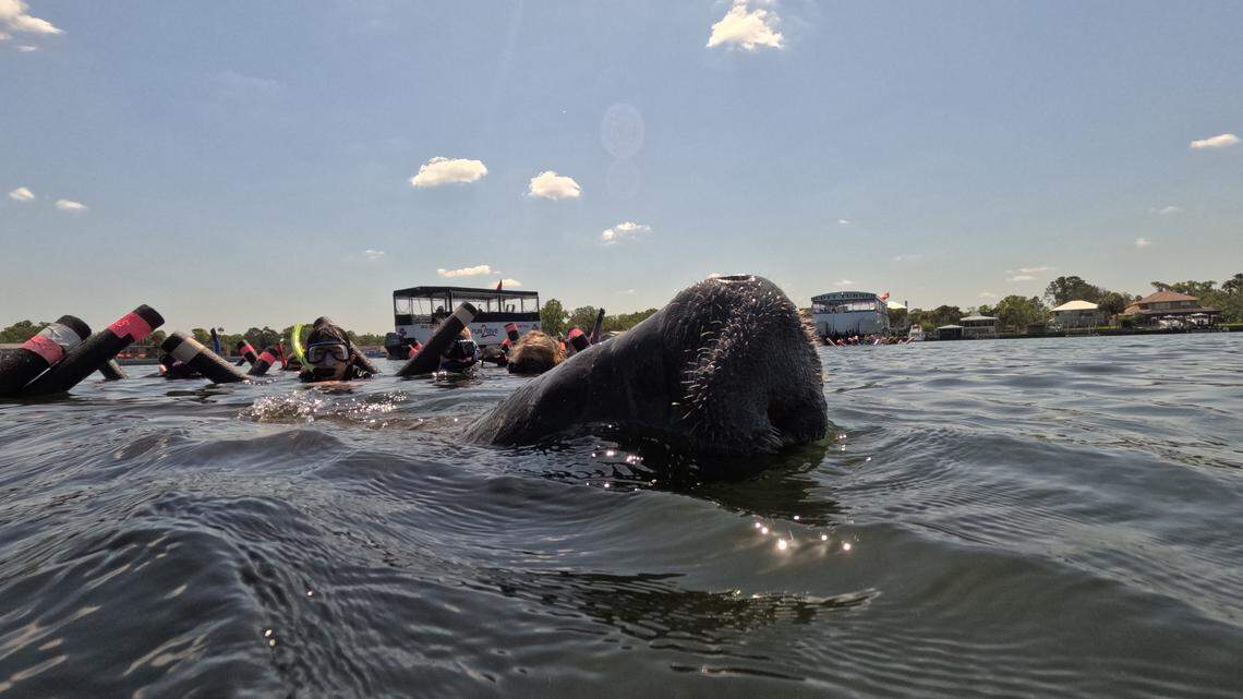 A manatee poking its head out of the water.