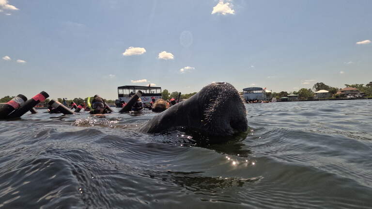 Your guide to swimming with the manatees in Crystal River, Florida
